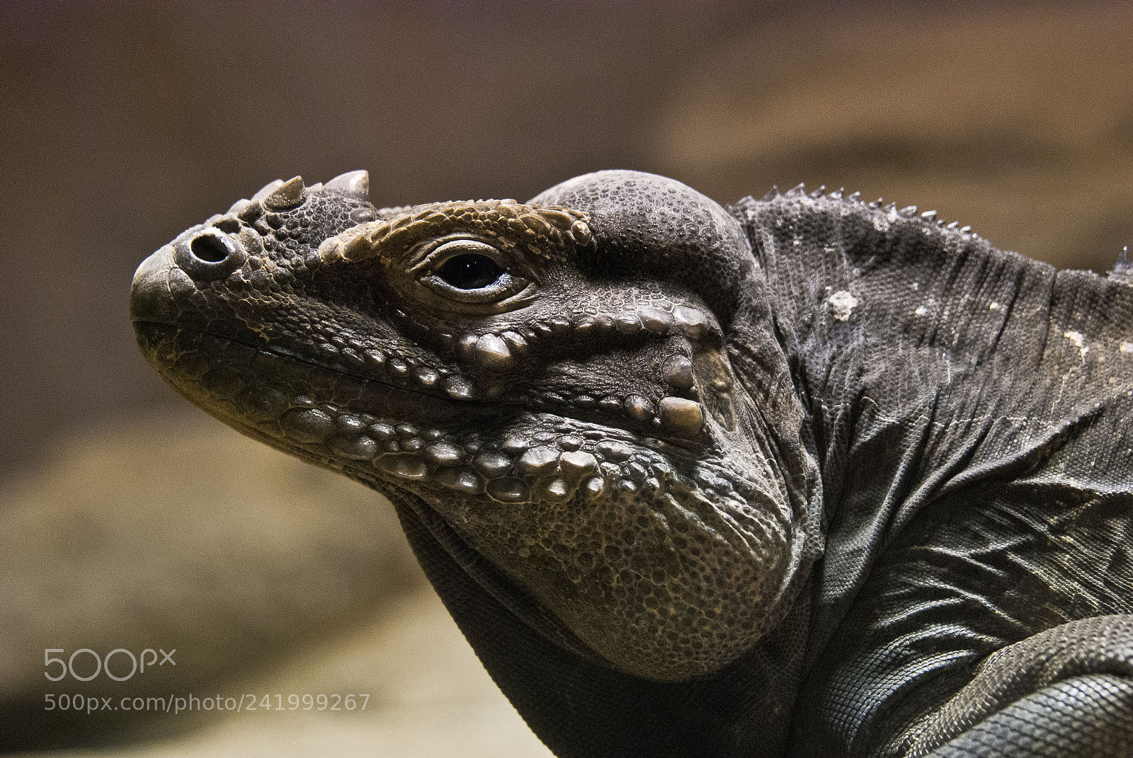 Nikon D80 sample photo. Iguana eyes photography