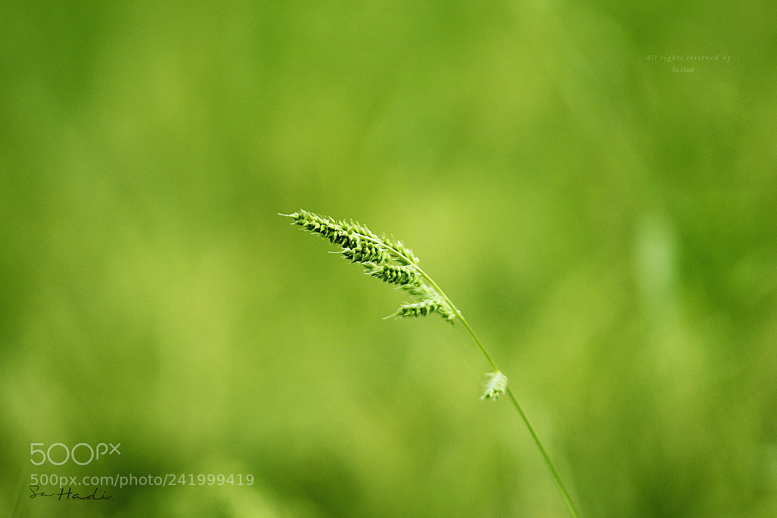 Canon EOS 60D sample photo. Photo art by sa photography