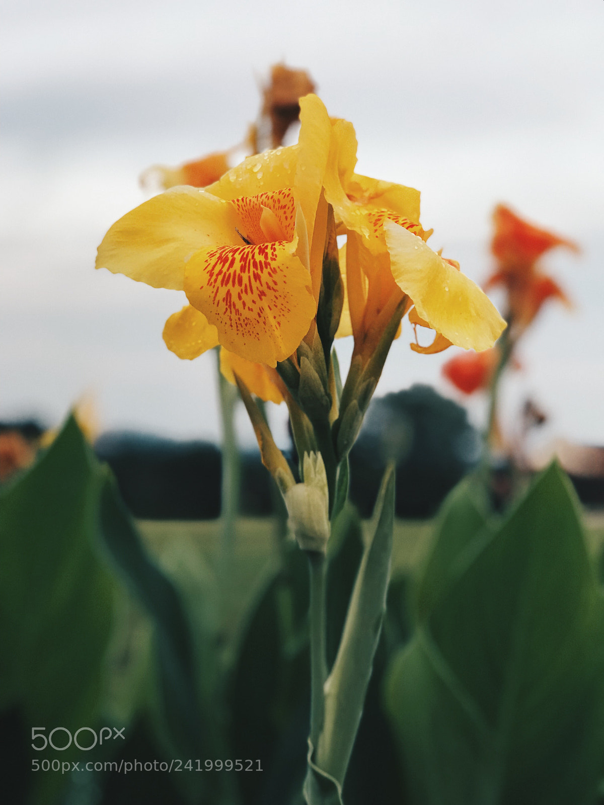 Apple iPhone 7 Plus sample photo. Untitled photography