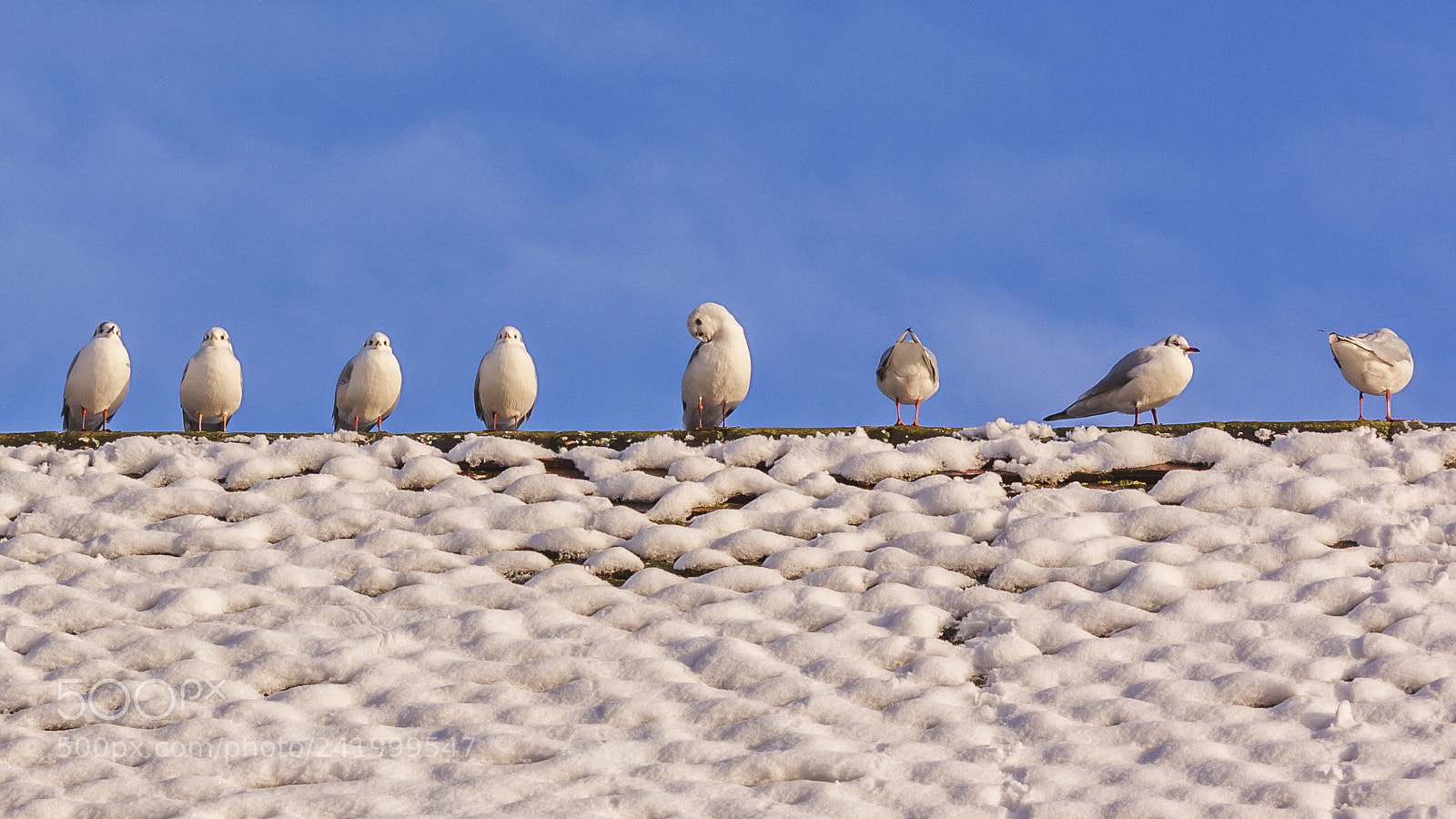 Canon EOS 50D sample photo. Winter snow photography