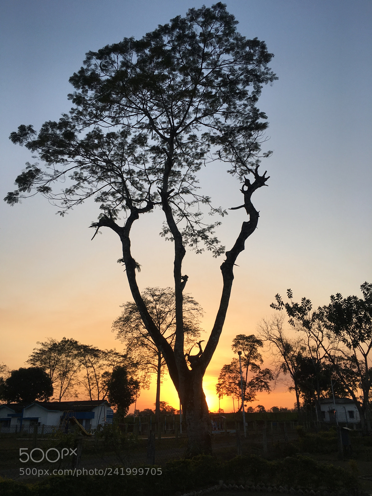 Apple iPhone 6s Plus sample photo. Silhouette photography