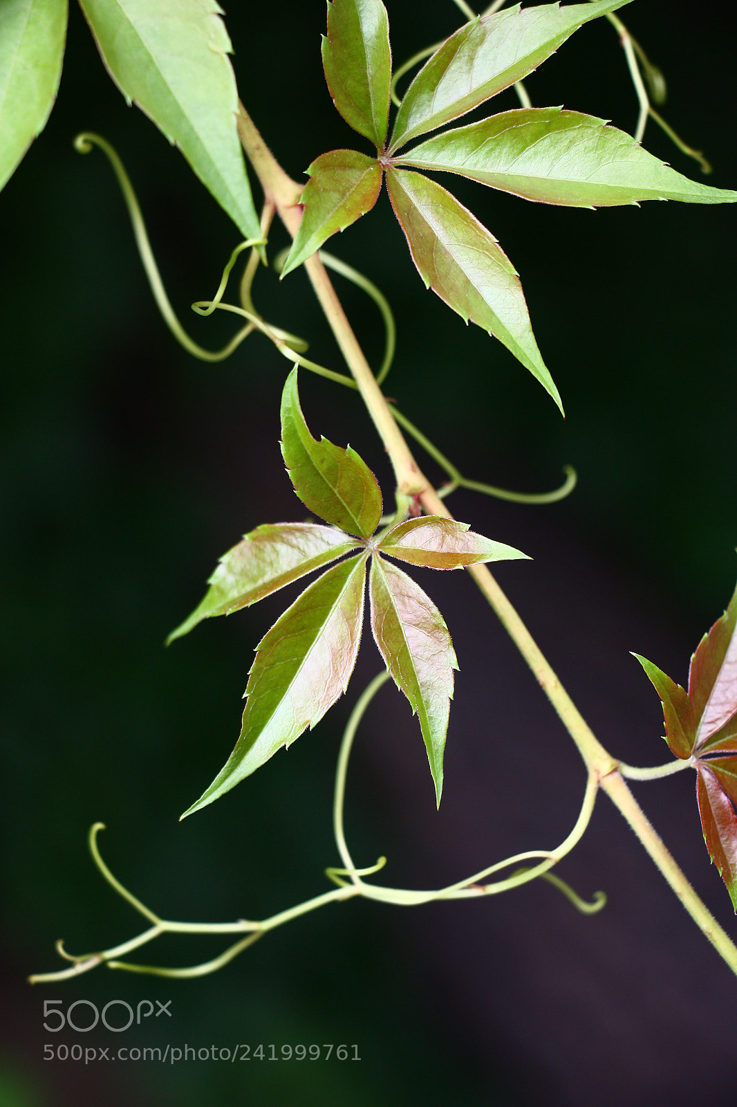 Canon EOS 450D (EOS Rebel XSi / EOS Kiss X2) sample photo. Leaves of young runaway. photography