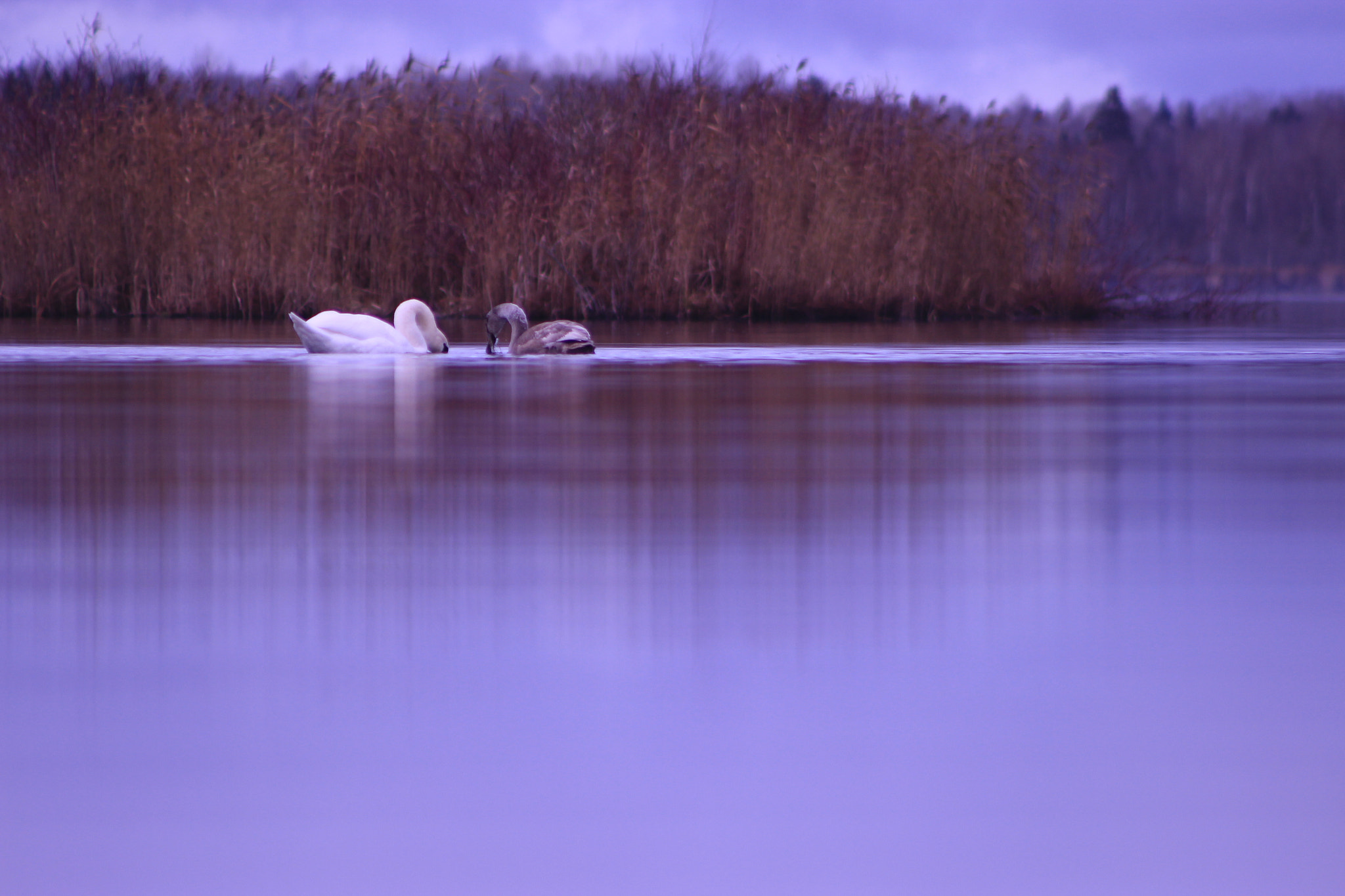 Canon EOS 600D (Rebel EOS T3i / EOS Kiss X5) + EF75-300mm f/4-5.6 sample photo. Life on the lake. photography