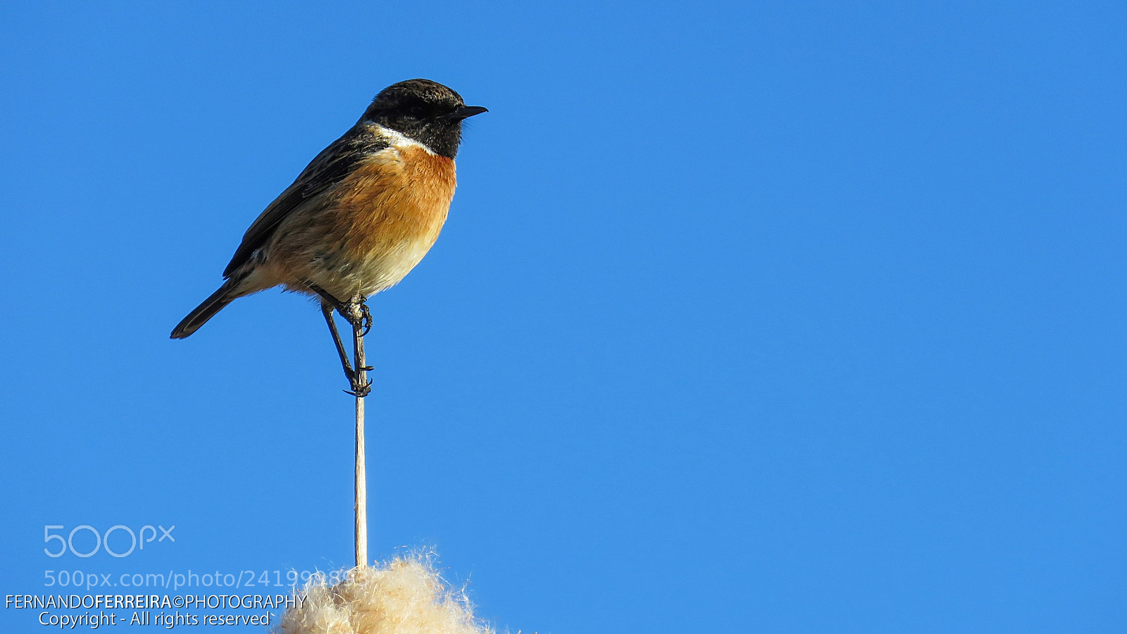 Canon PowerShot SX60 HS sample photo. Cartaxo-comum (saxicola rubicola) macho photography