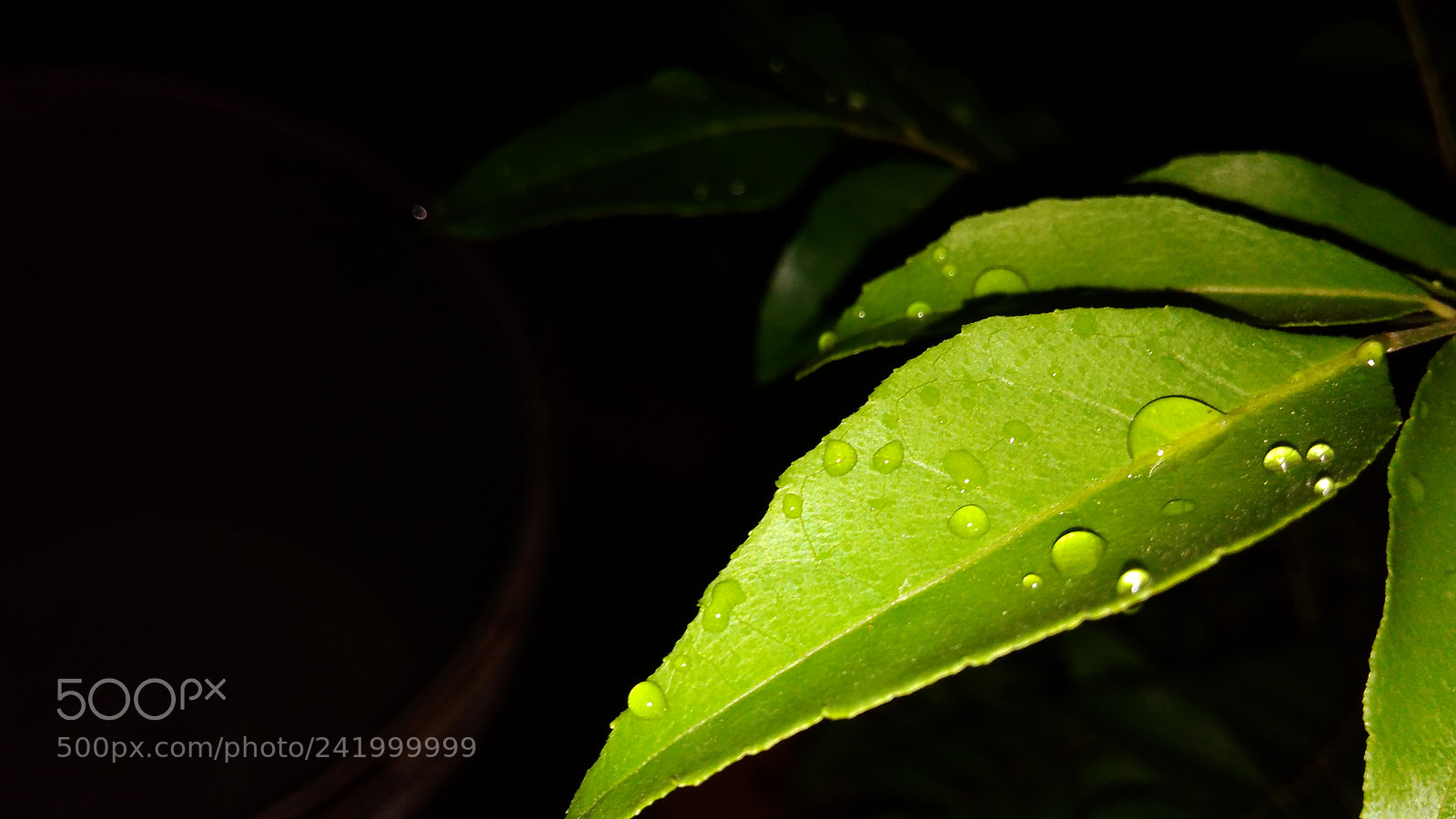 Xiaomi Redmi 4A sample photo. Green leaf photography