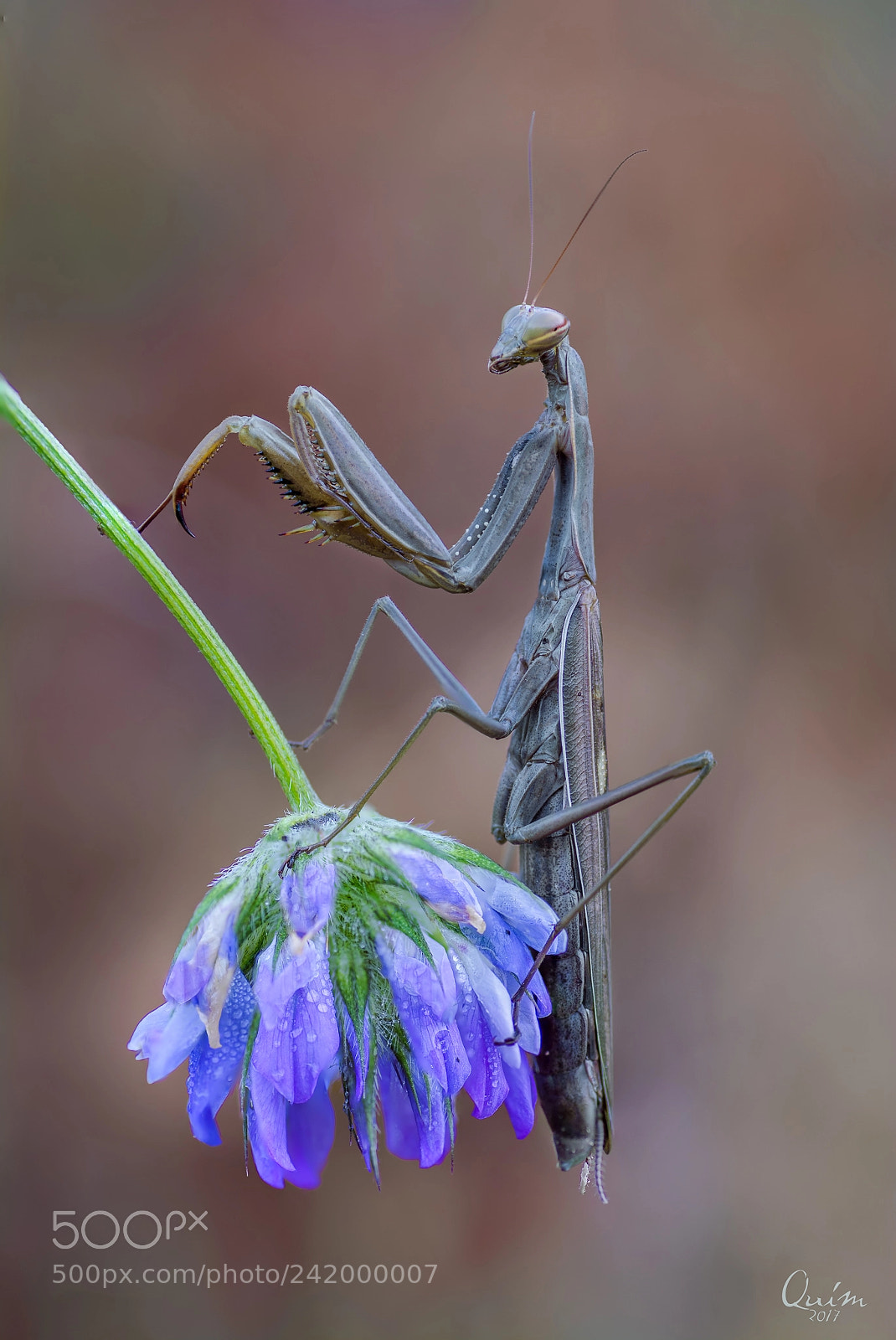 Nikon D7100 sample photo. Mantis photography