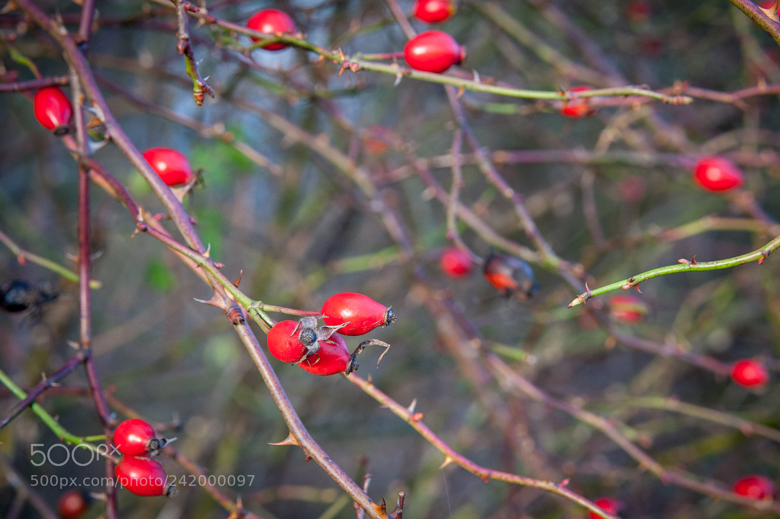 Nikon D700 sample photo. Rose hip photography