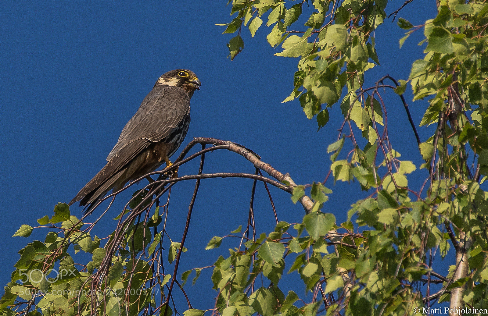 Canon EOS 7D Mark II sample photo. Eurasian hobby falcon photography