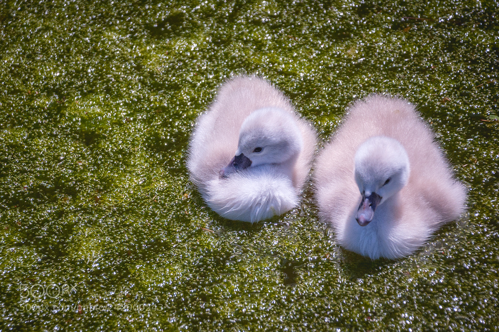 Nikon D70 sample photo. Baby ducks photography