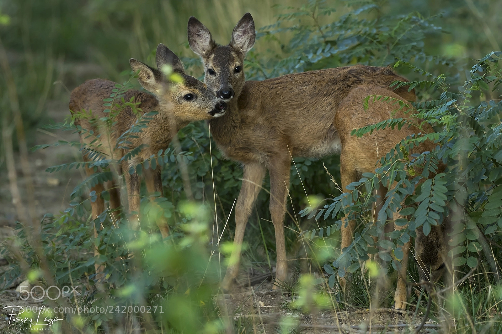 Olympus OM-D E-M1 Mark II sample photo. Fawns photography