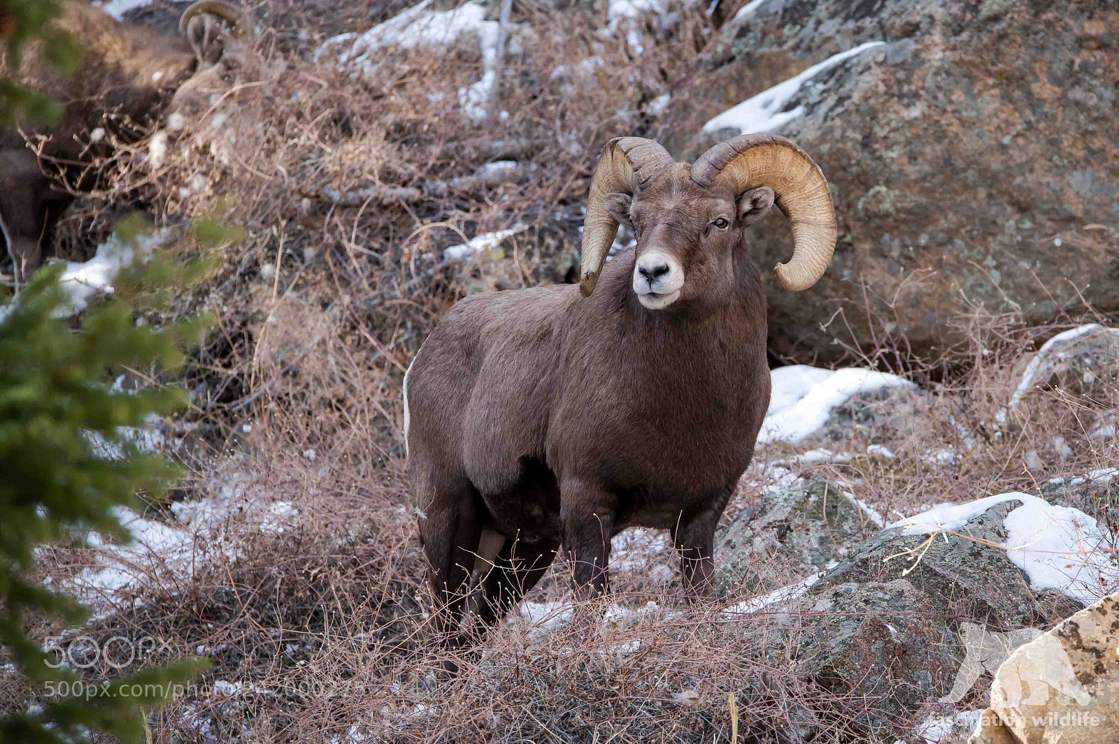 Nikon D4S sample photo. Bighorn sheep photography