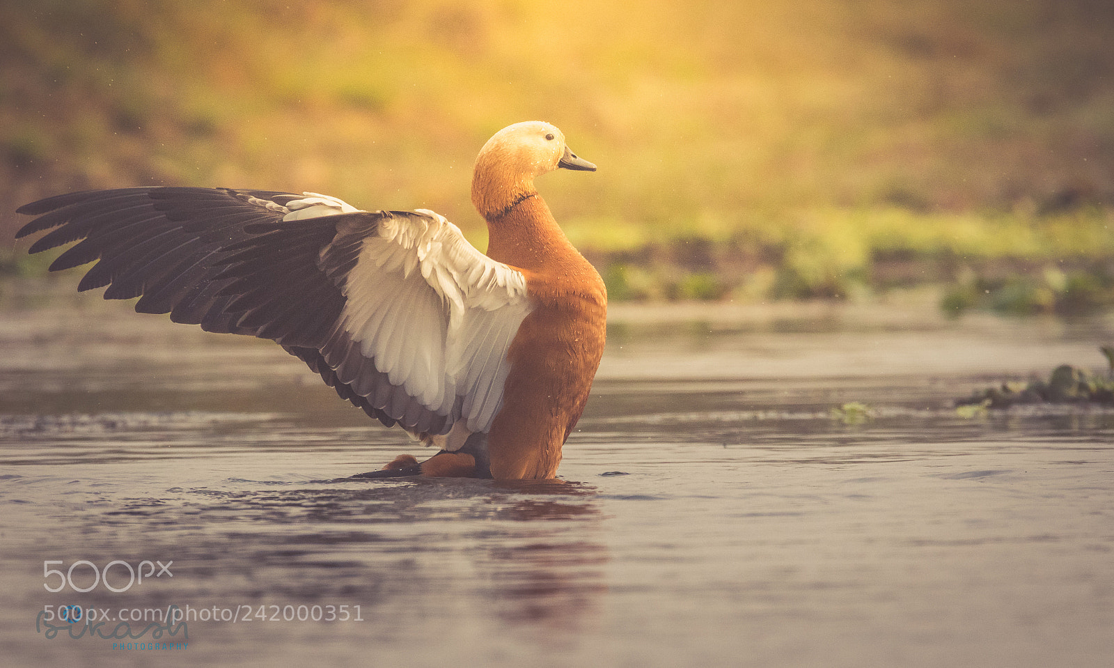 Canon EOS 7D Mark II sample photo. Winged beauty photography