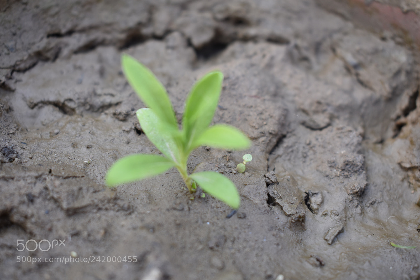 Nikon D3400 sample photo. Flowers photography