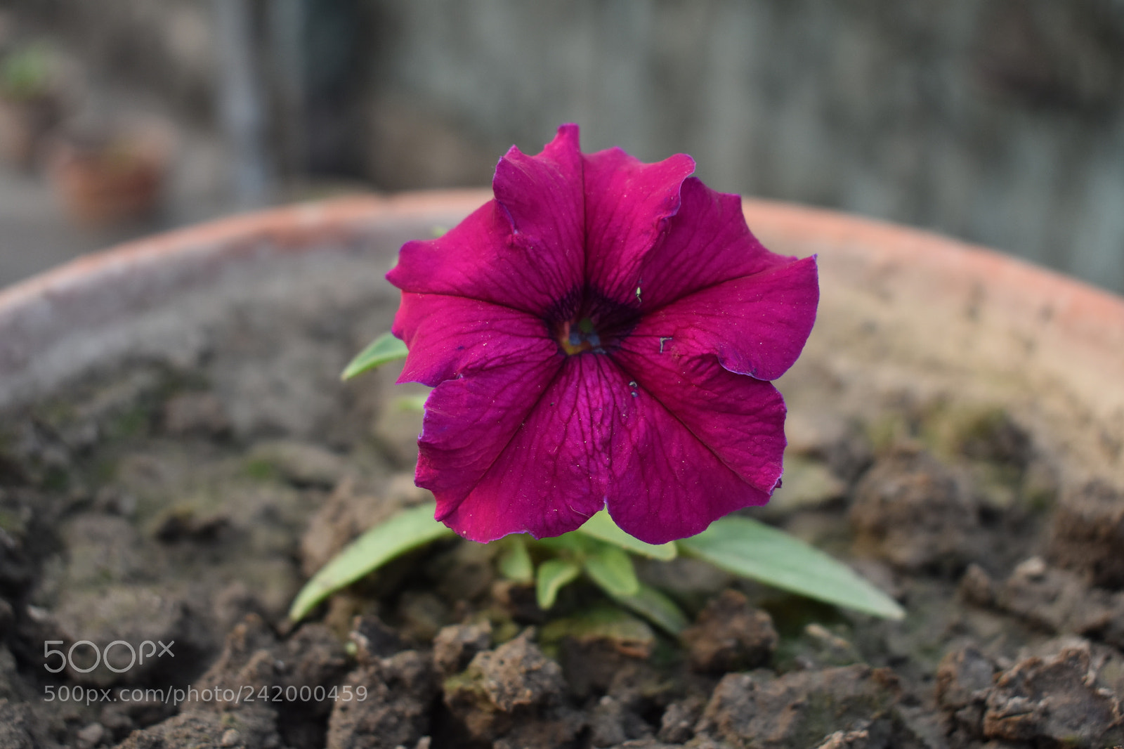 Nikon D3400 sample photo. Flowers photography