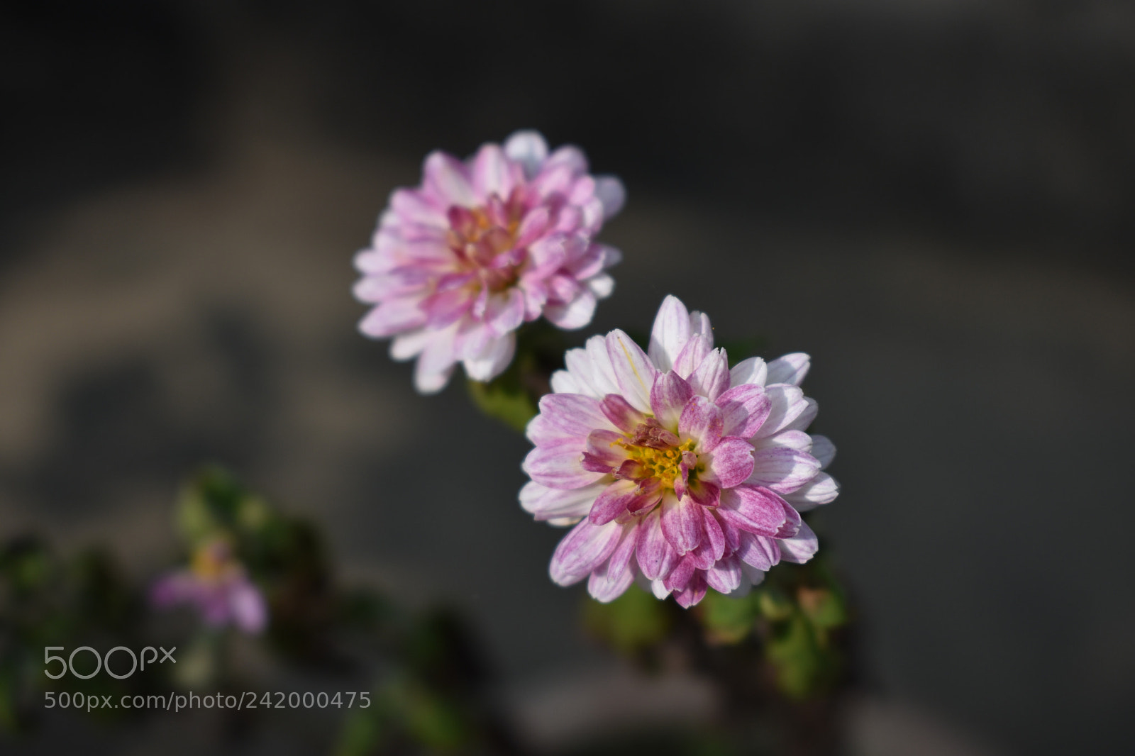 Nikon D3400 sample photo. Flowers photography