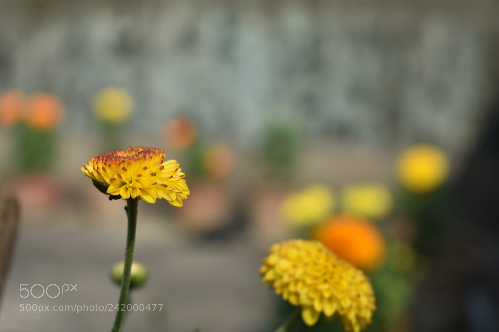Nikon D3400 sample photo. Flowers photography