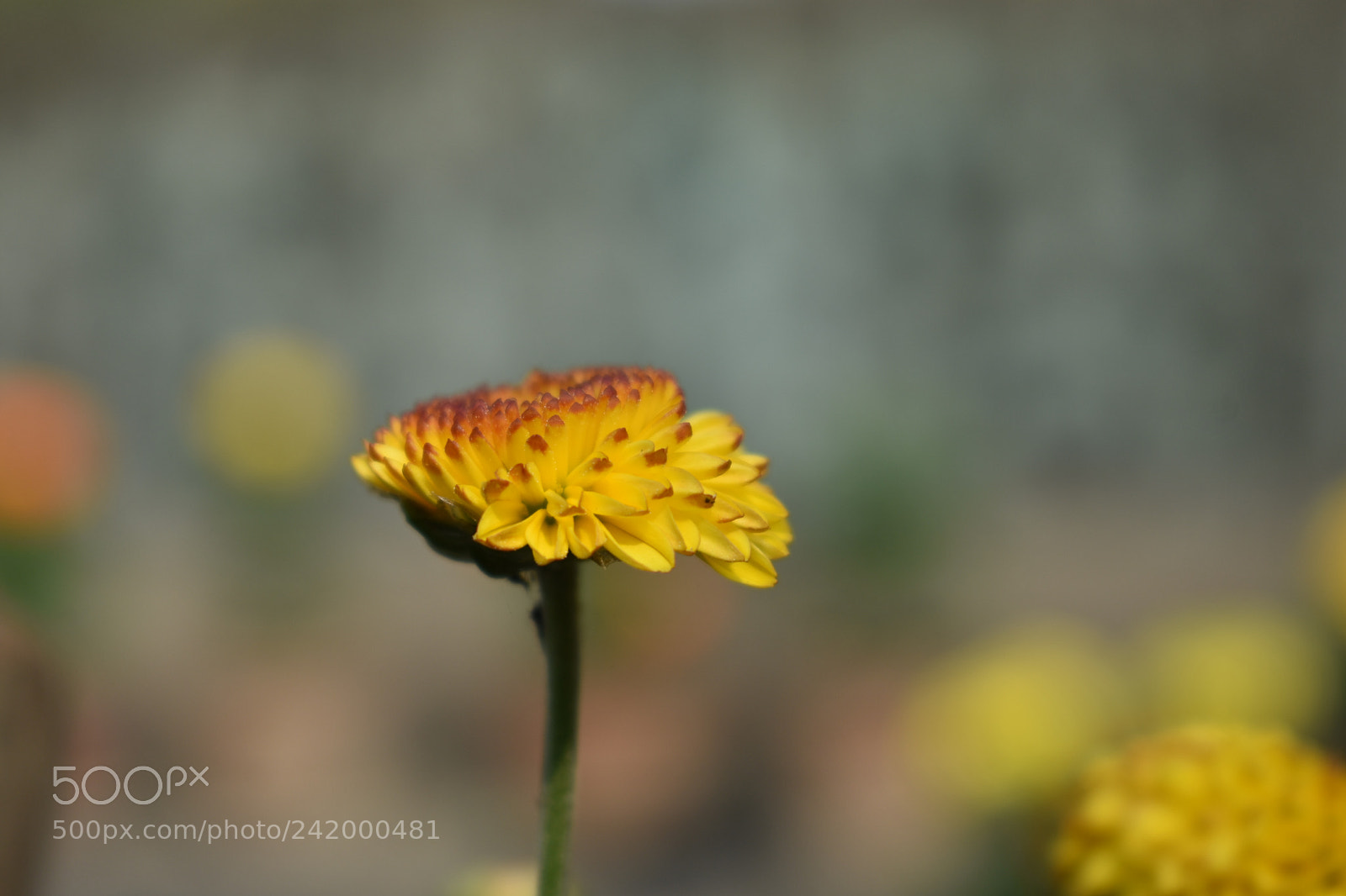 Nikon D3400 sample photo. Flowers photography