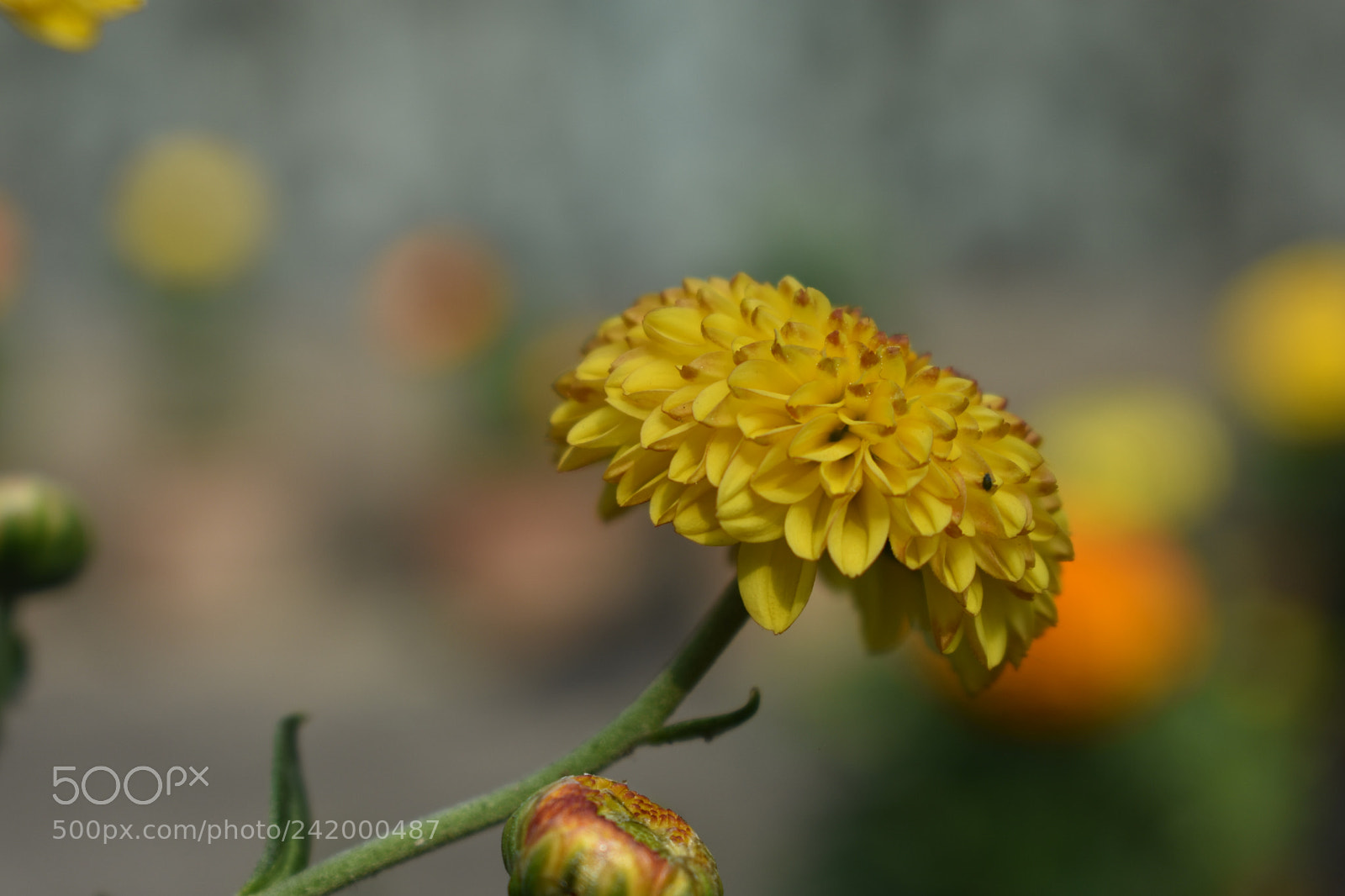 Nikon D3400 sample photo. Flowers photography