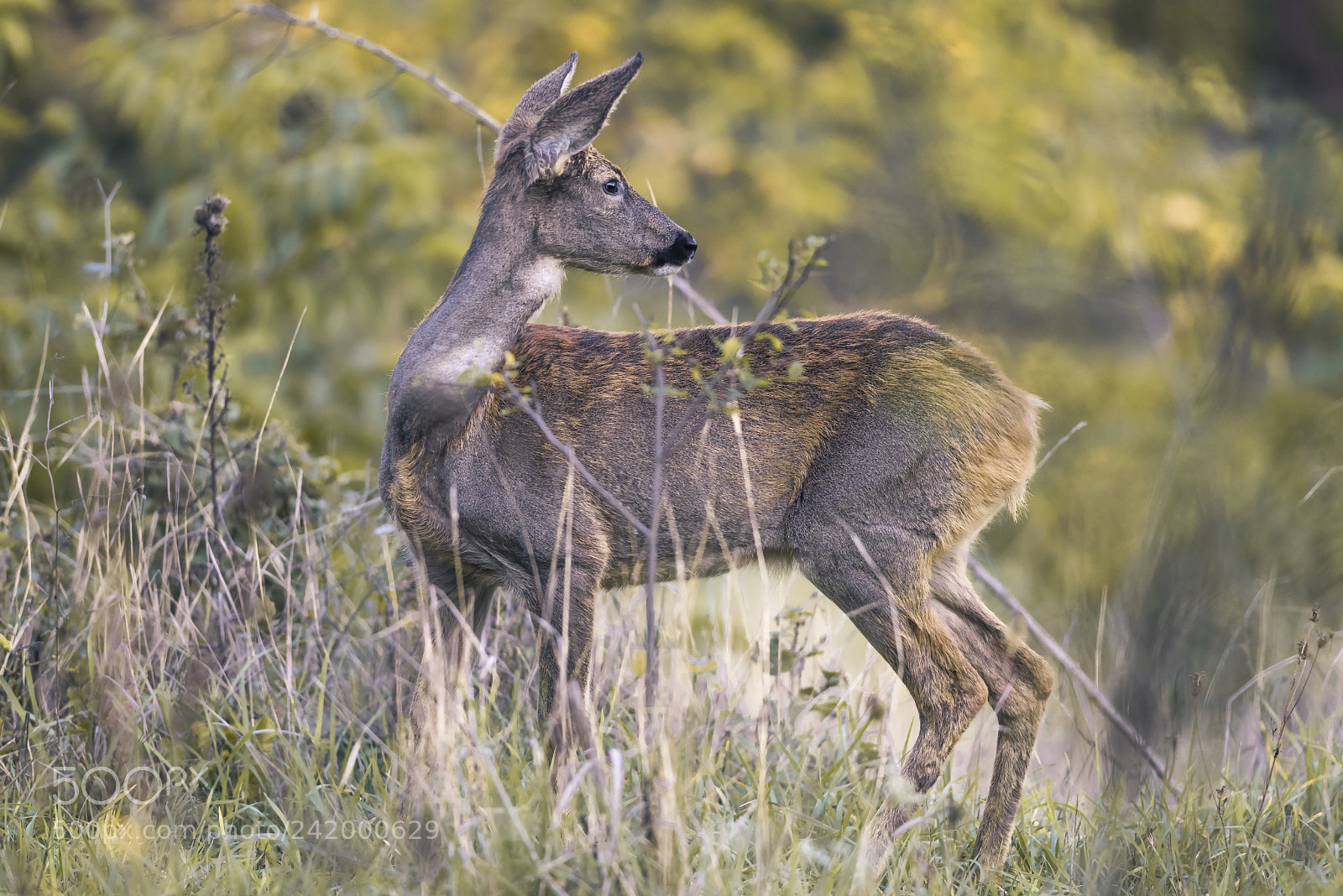 Nikon D810 sample photo. Deer photography