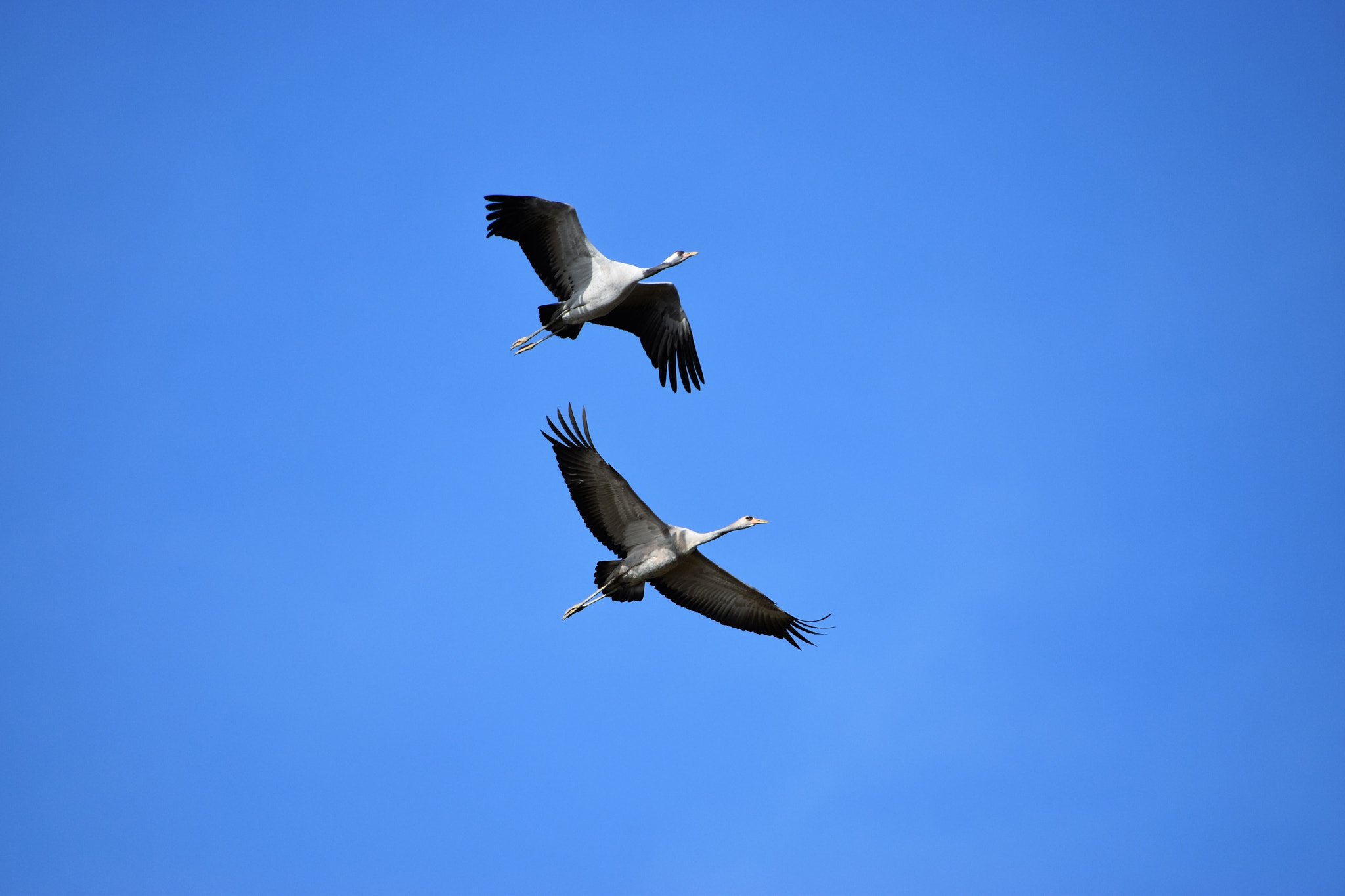 Nikon D5500 sample photo. Lac du der photography