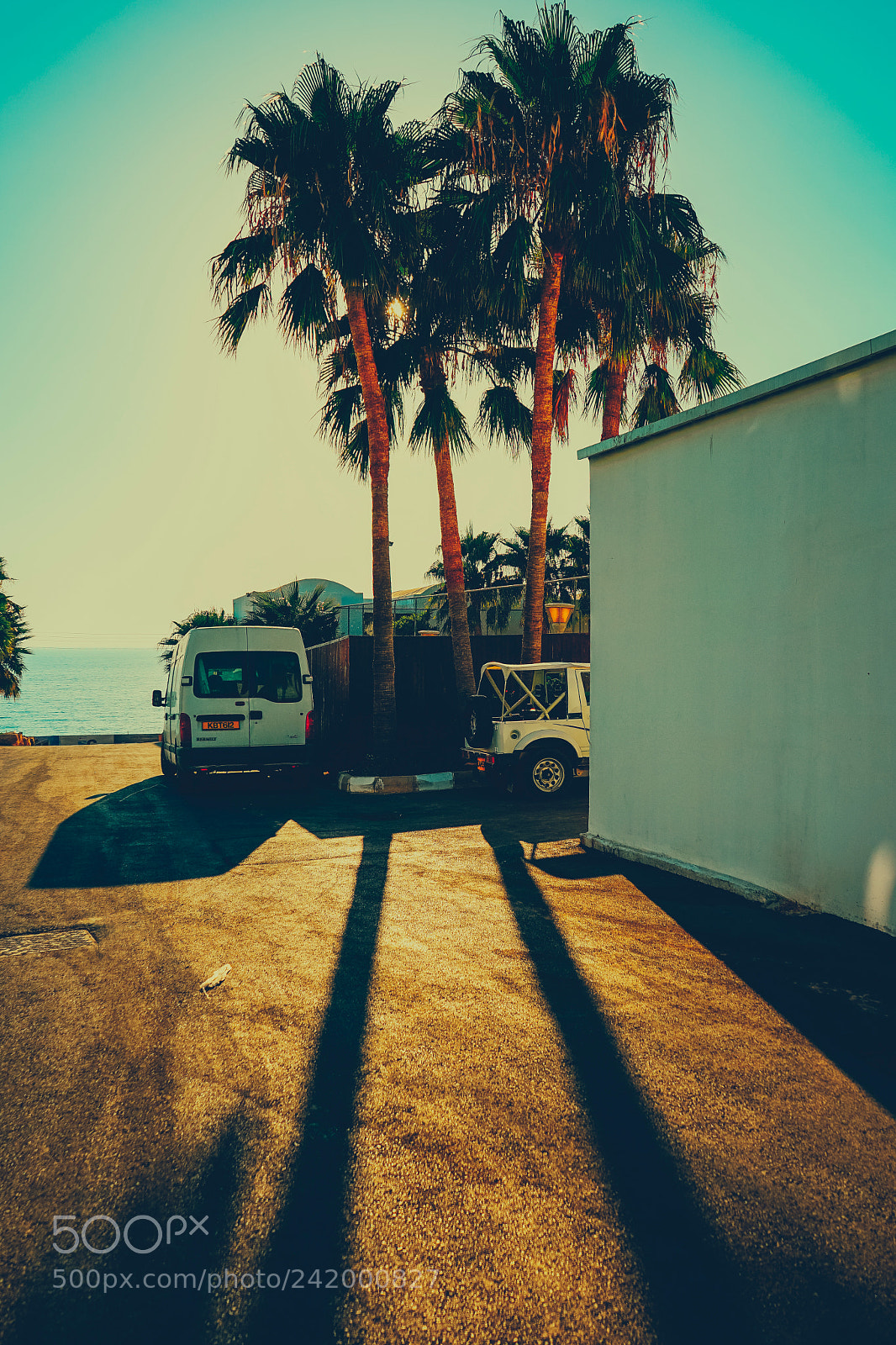 Sony a7 II sample photo. Palm day photography