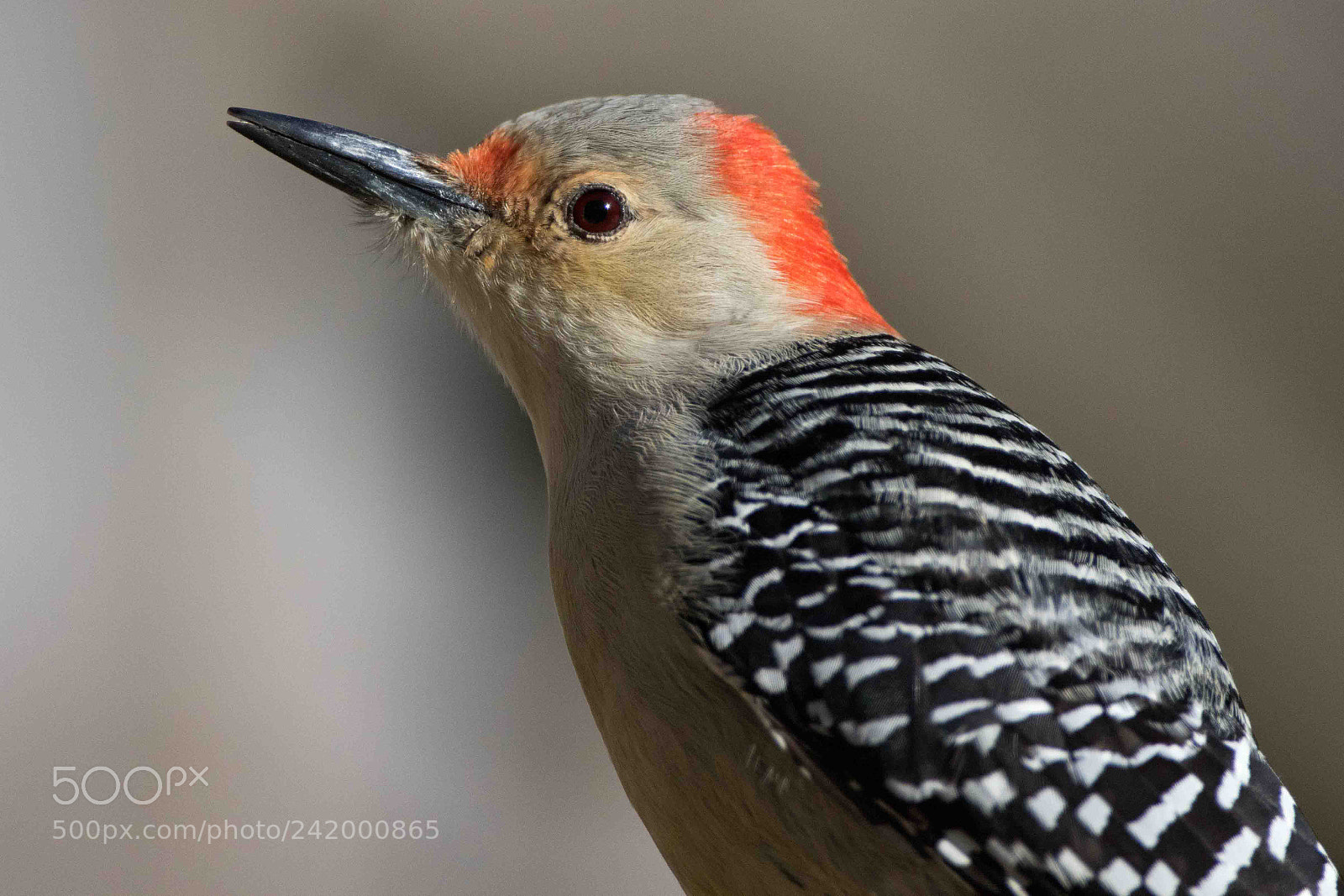 Canon EOS 7D Mark II sample photo. Red bellied p{ortrait photography