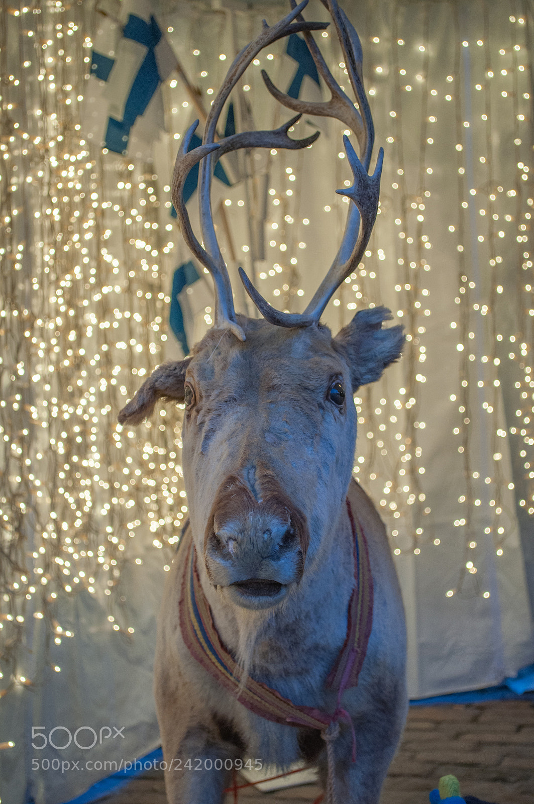 Nikon D5000 sample photo. The reindeer photography