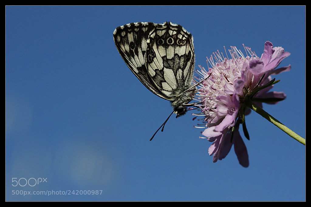 Canon EOS 450D (EOS Rebel XSi / EOS Kiss X2) sample photo. Endless blue.... photography