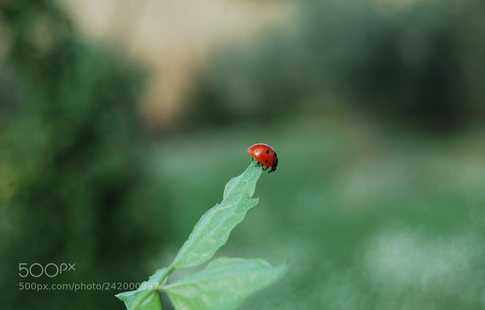 Nikon D40X sample photo. And now? photography