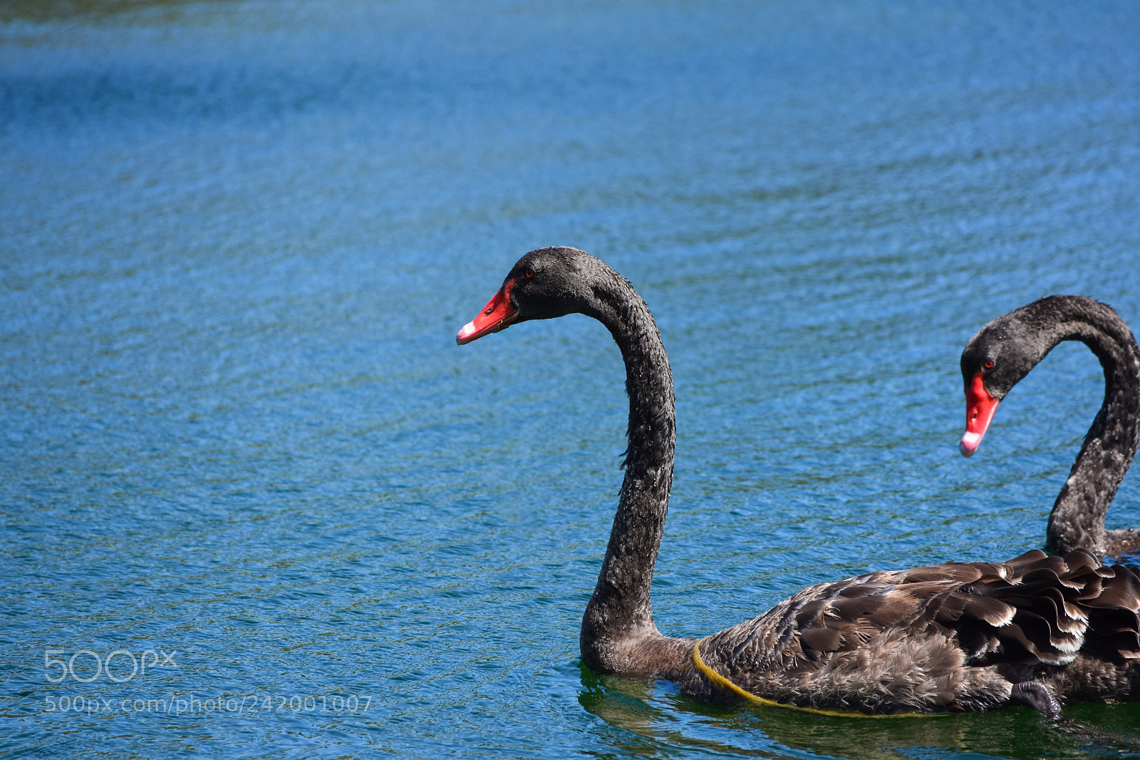 Nikon D3400 sample photo. Swan photography