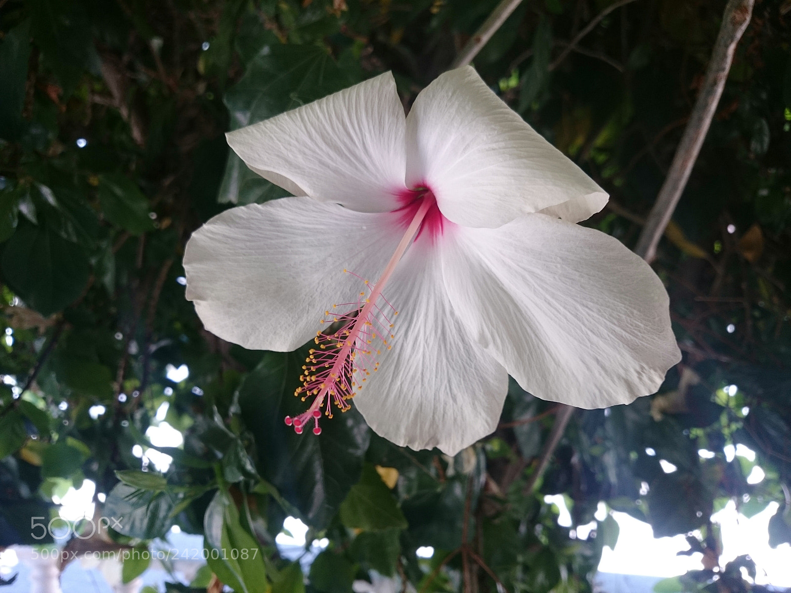 Sony Xperia Z2 sample photo. Rose photography