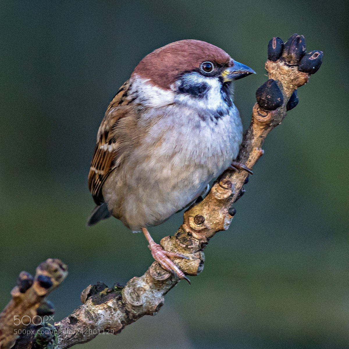 Canon EOS 7D Mark II sample photo. Tree sparrow photography