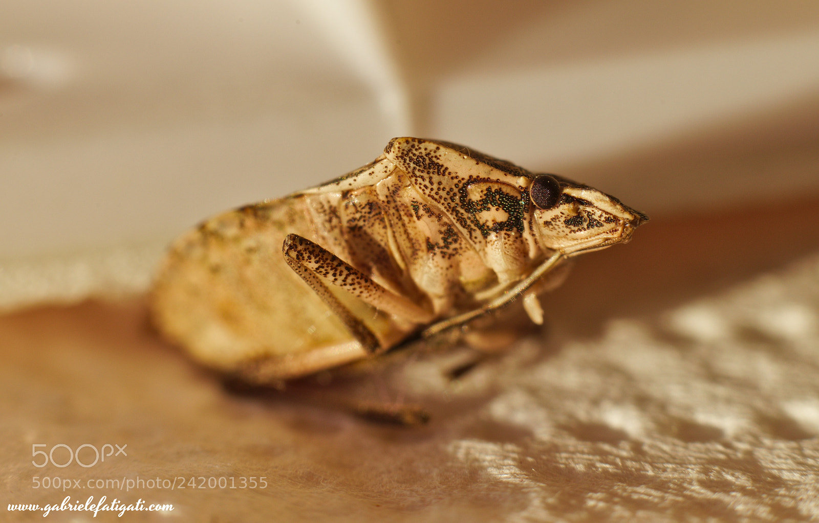 Canon EOS 6D + Canon EF 50mm F1.8 STM sample photo. Insect photography