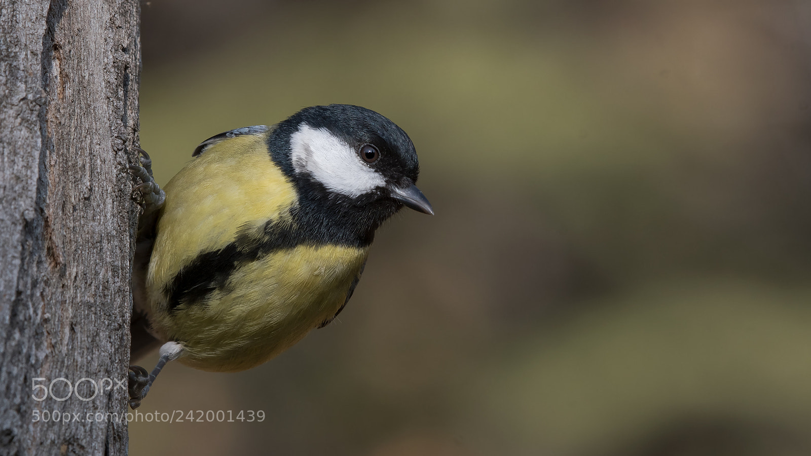 Nikon D500 sample photo. Great tit photography