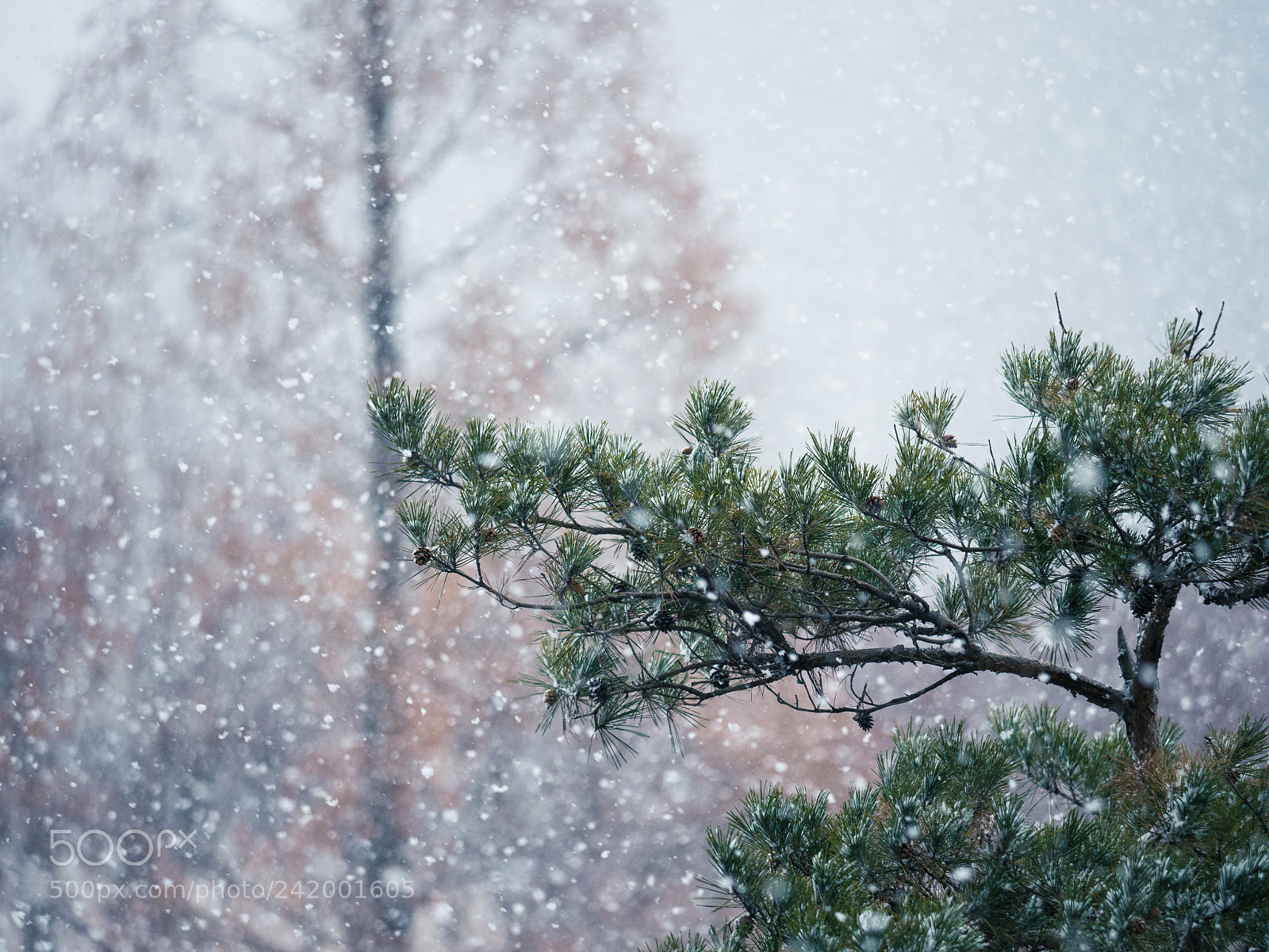 Olympus OM-D E-M1 Mark II sample photo. 소나무 photography