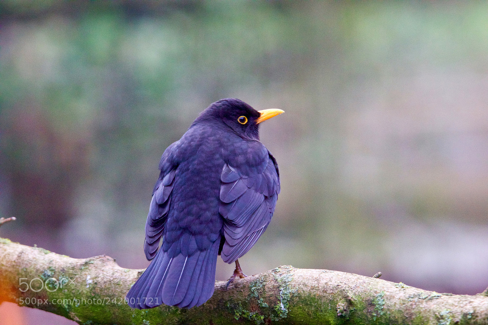 Canon EOS 7D Mark II sample photo. Common blackbird in my photography