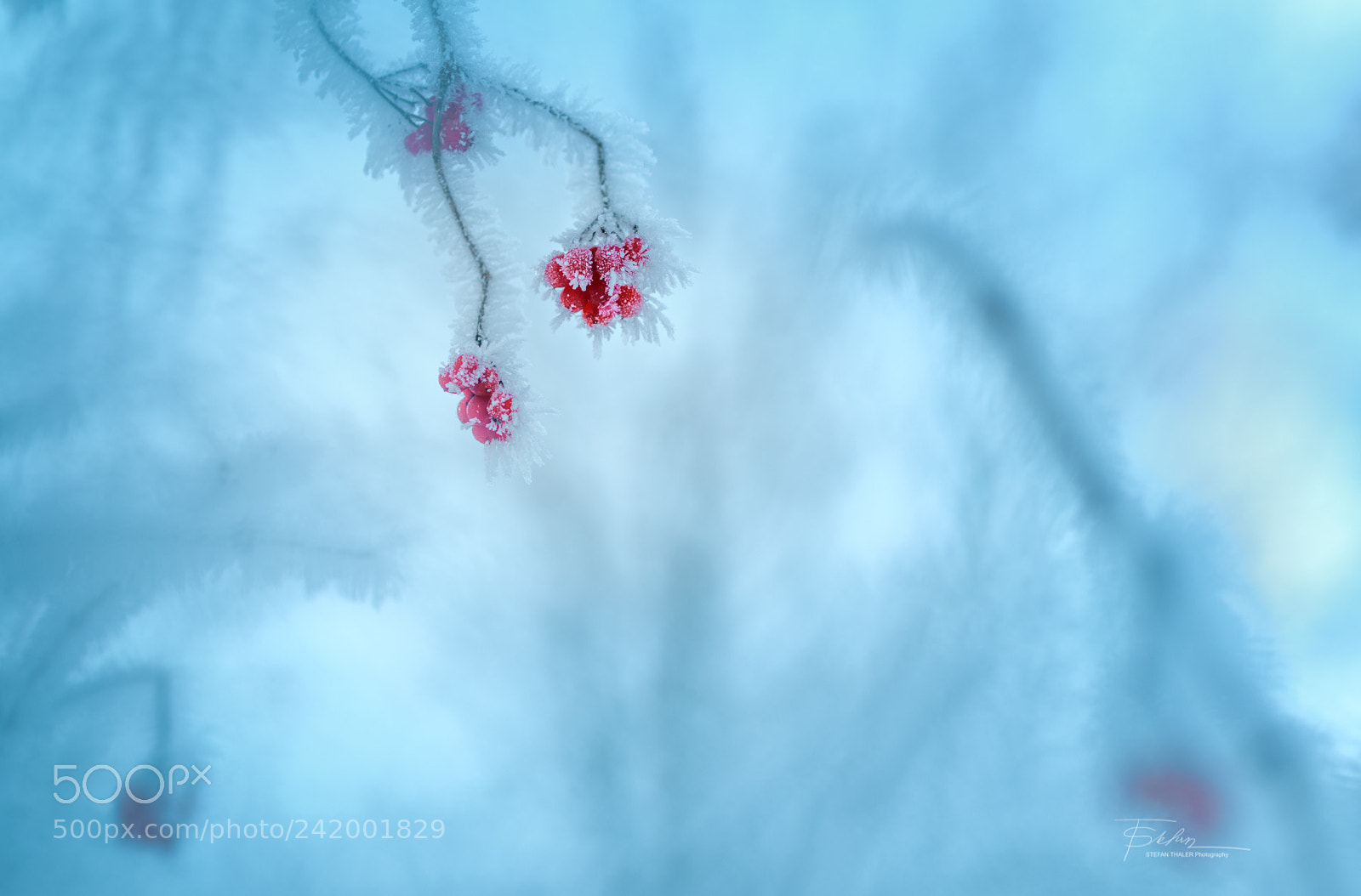 Nikon D850 sample photo. Wintercrop photography