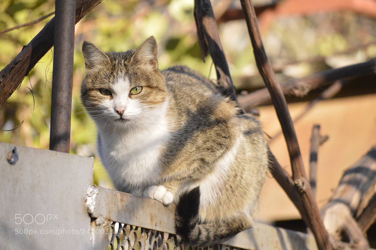Nikon D3200 sample photo. Dsc photography