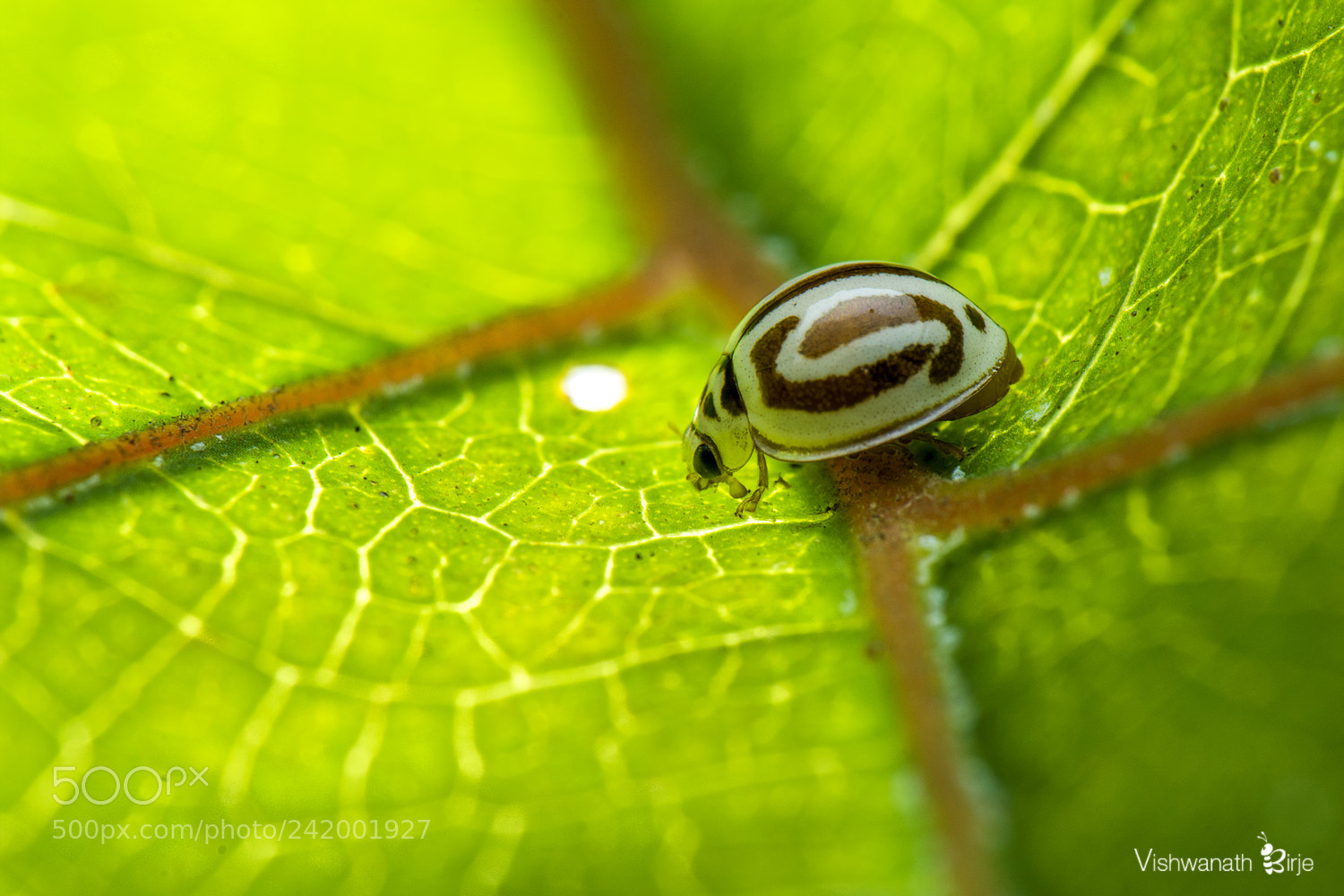 Nikon D7100 sample photo. Lady bug photography