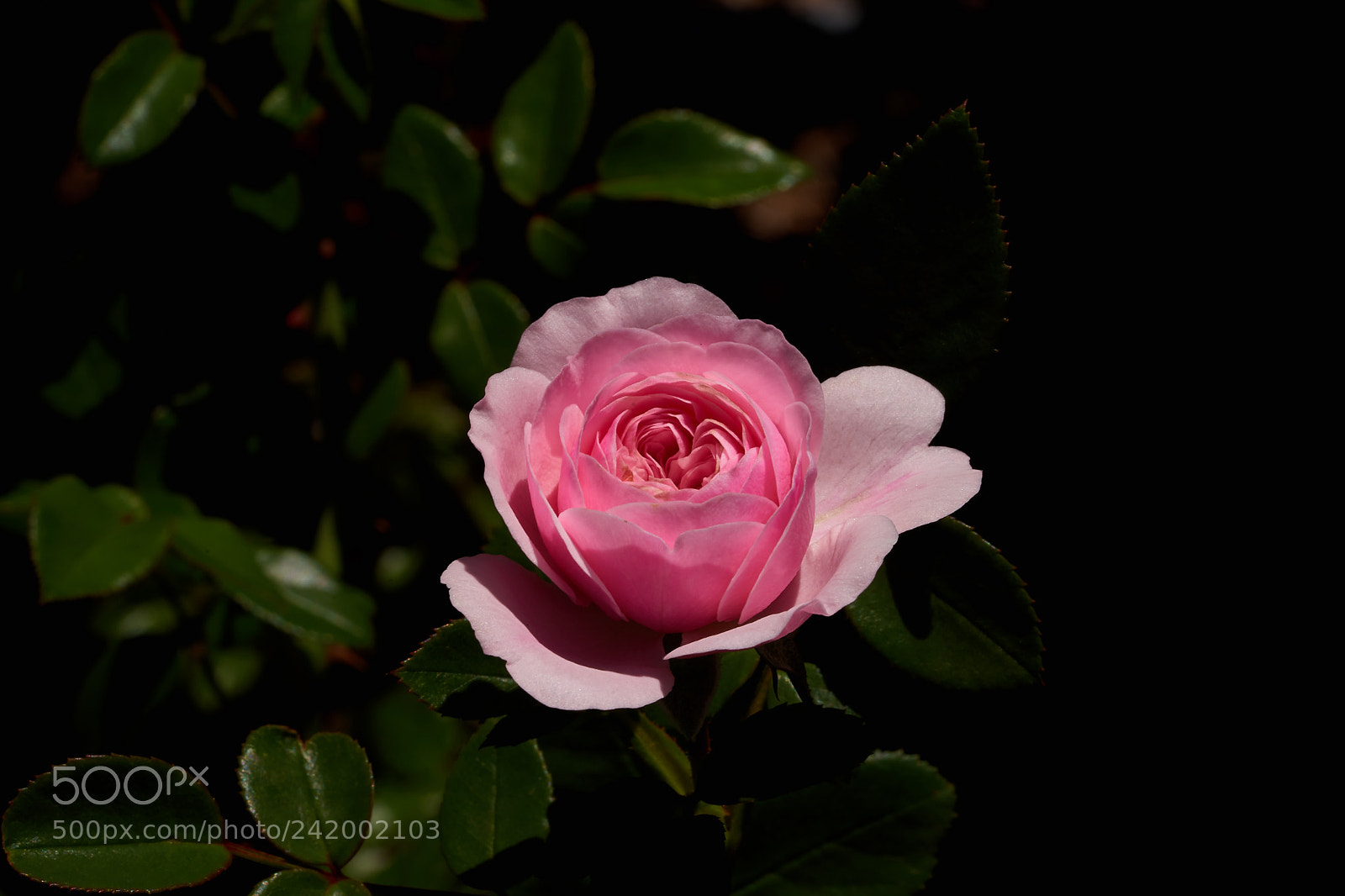 Sony a7 sample photo. Abg_171231_04 photography