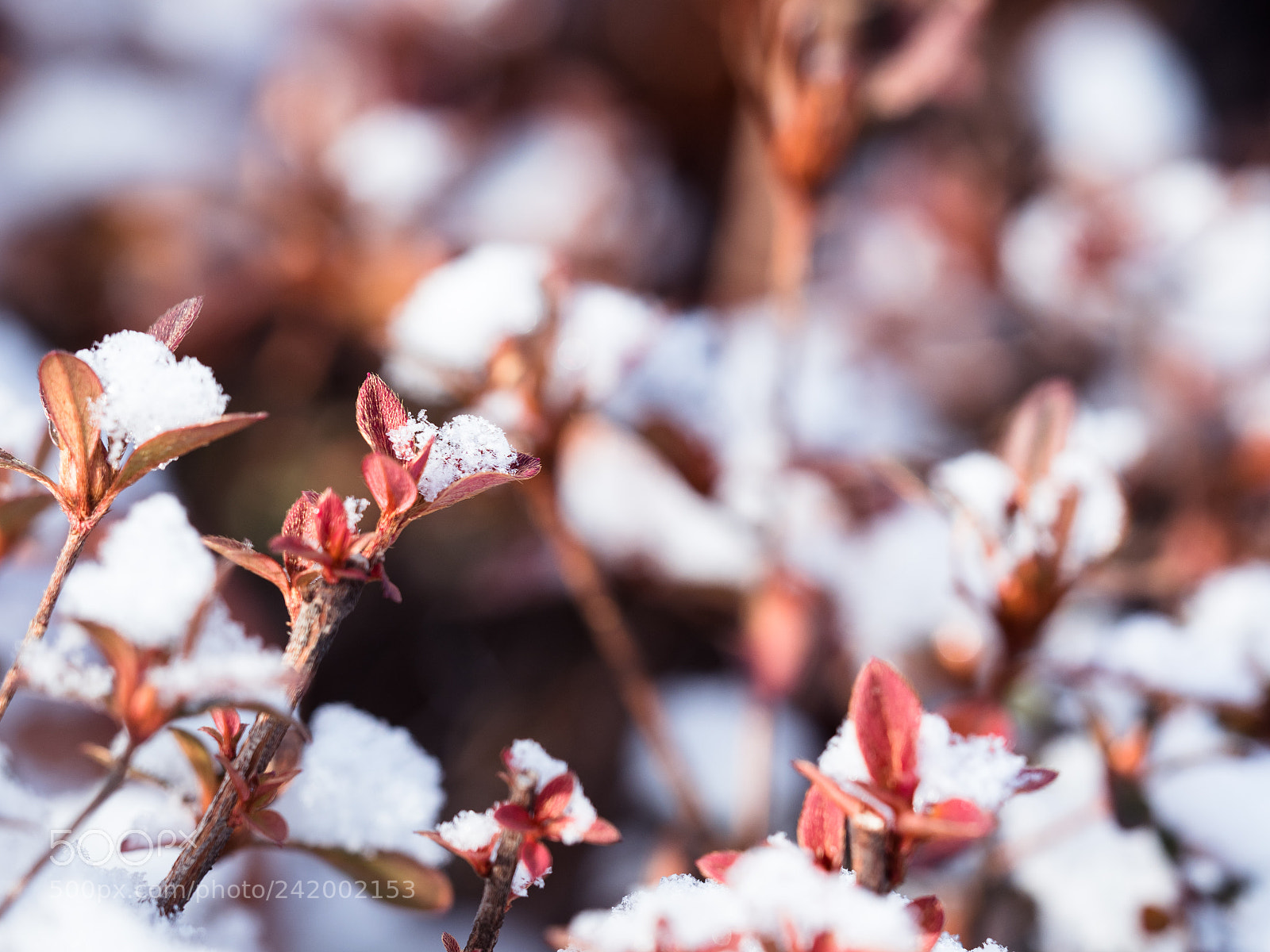 Olympus OM-D E-M1 Mark II sample photo. On the leaf photography