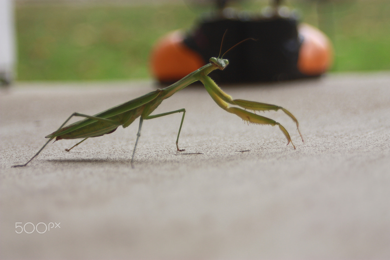 Canon EOS 450D (EOS Rebel XSi / EOS Kiss X2) sample photo. Praying mantis photography