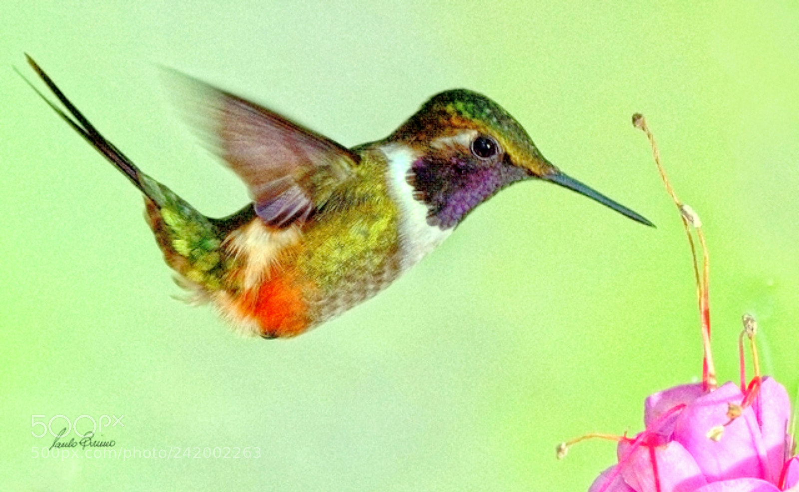 Nikon D600 sample photo. Purple-throated woodstar(male) photography