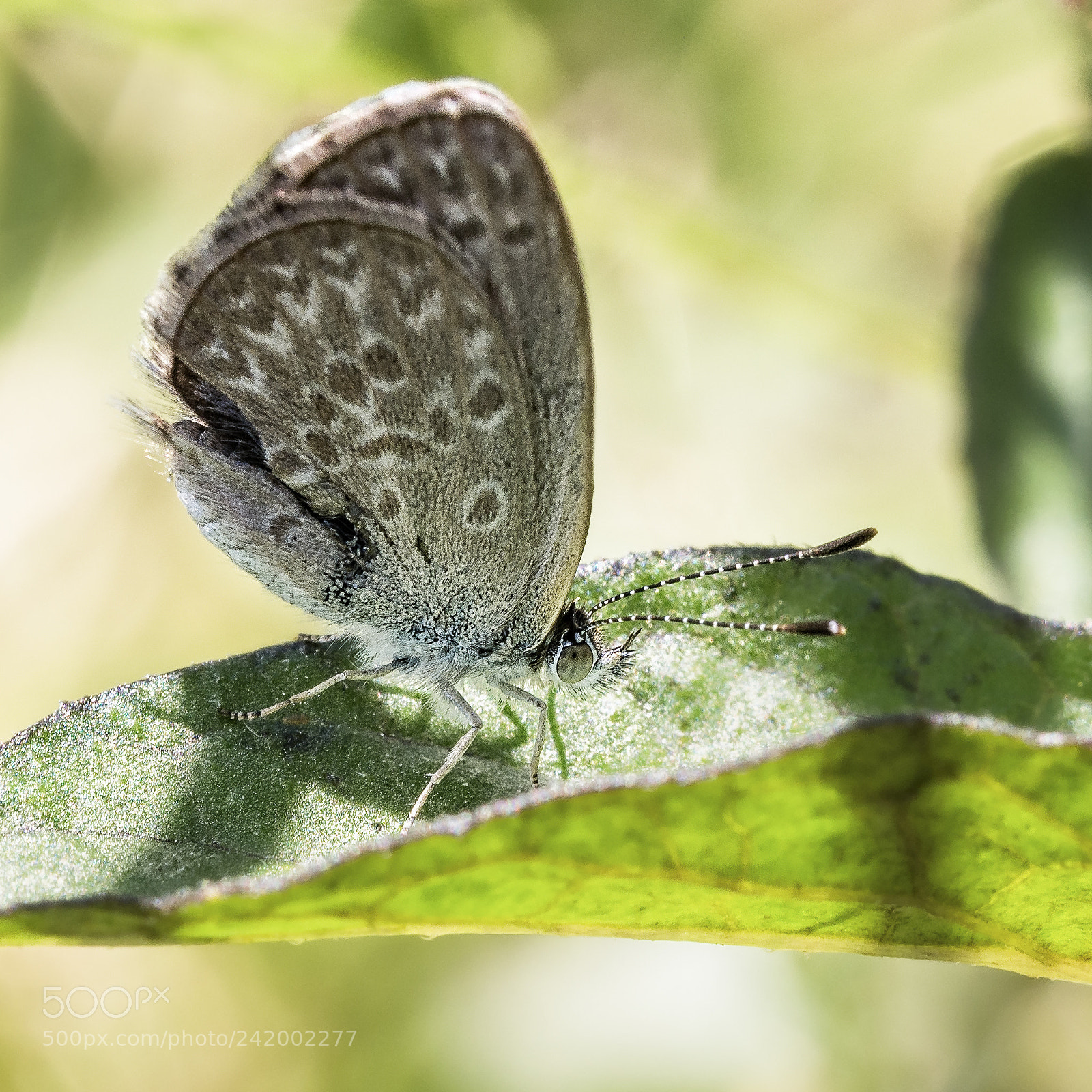 Olympus OM-D E-M5 sample photo. Common grass blue butterfly #3 photography