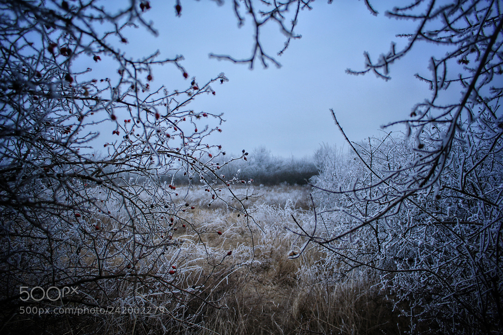 Canon EOS 550D (EOS Rebel T2i / EOS Kiss X4) sample photo. Winter photography