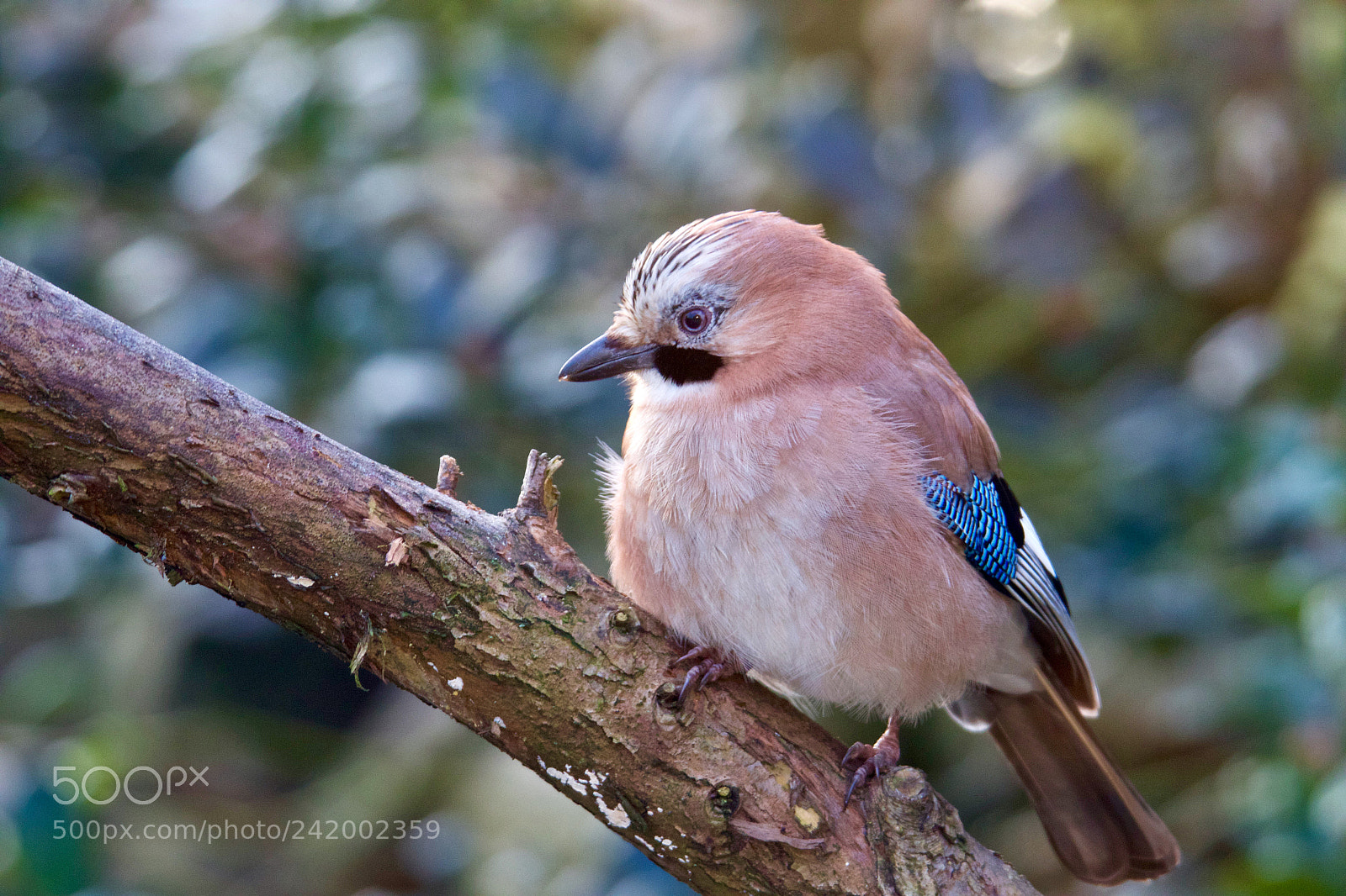 Canon EOS 7D Mark II sample photo. Eurasian jay in our photography
