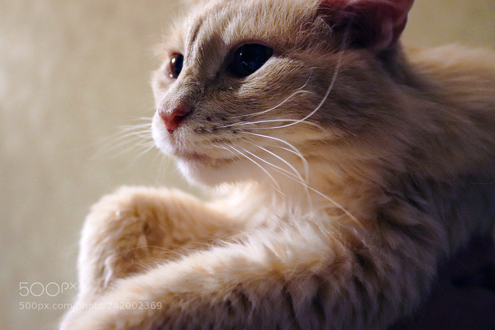 Canon EOS 200D (EOS Rebel SL2 / EOS Kiss X9) sample photo. Incredible creature photography