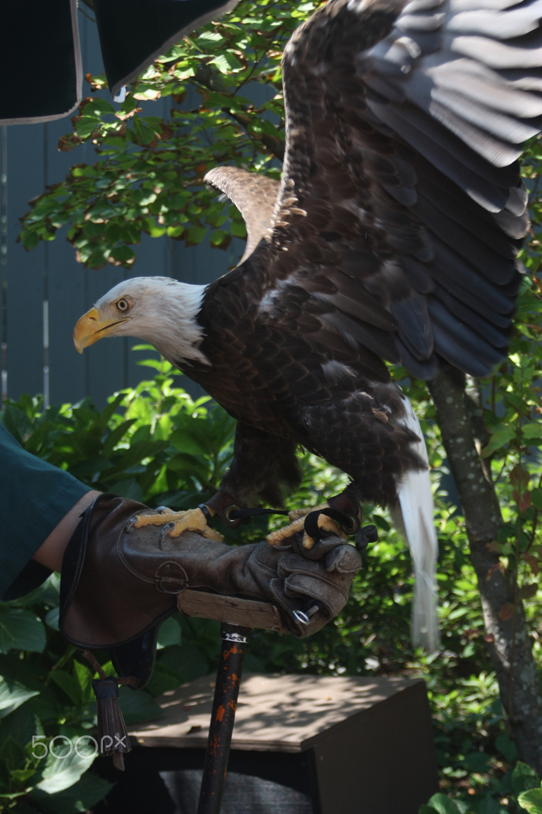 Canon EOS 450D (EOS Rebel XSi / EOS Kiss X2) sample photo. Eagle wings photography