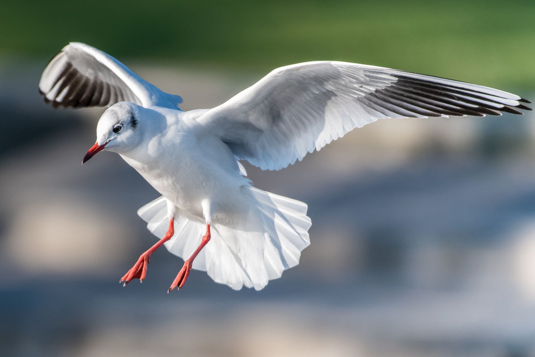 Sigma 150-600mm F5-6.3 DG OS HSM | S sample photo. Clear to land photography