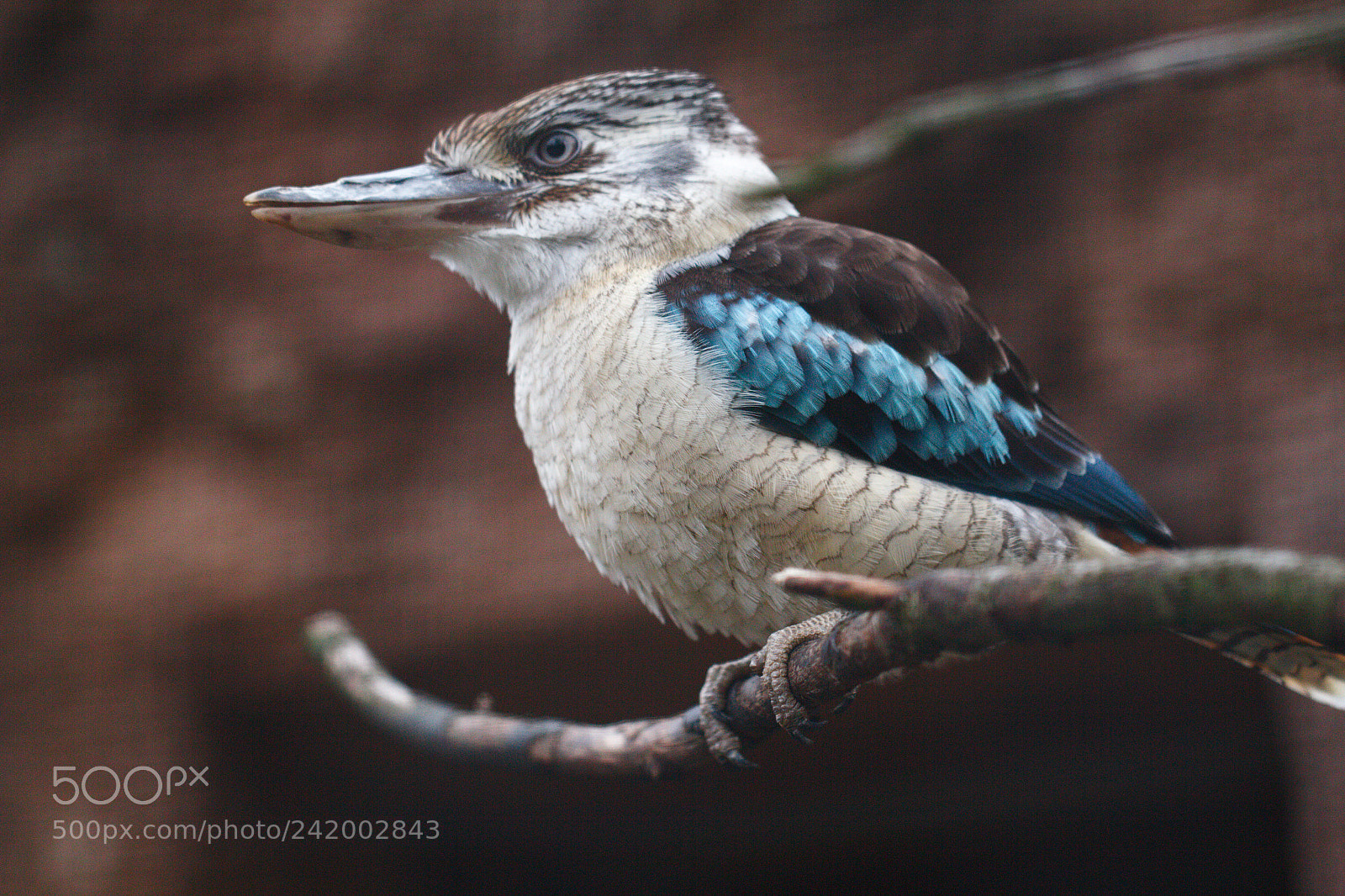 Canon EOS 550D (EOS Rebel T2i / EOS Kiss X4) sample photo. Blue bird photography